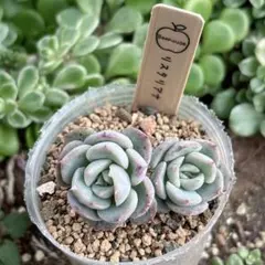 2025年最新】ビーハウス命名株の人気アイテム - メルカリ