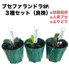 ◇特◇ブセファランドラSP.よりどり3セット（良株） #ブセさかな屋