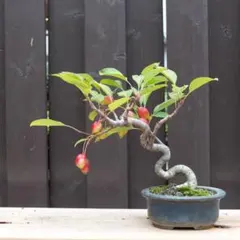 ツリバナ 盆栽 マユミ 盆栽鉢入り - メルカリ
