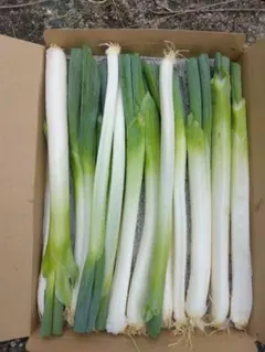 新鮮 長ネギ 産地直送 野菜、内容量600gのサムネイル