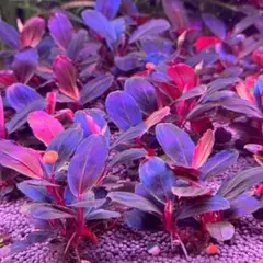 タロウガーデン様 リクエスト 3点 まとめ商品