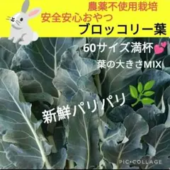 ブロッコリー葉　60サイズ満杯！！