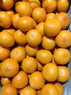 BLUE.ROSE.ai☆24様専用