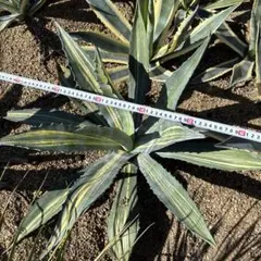 2025年最新】アガベ アメリカーナ縞斑の人気アイテム - メルカリ