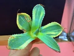 2026年最新】アガベ ライムストリークの人気アイテム - メルカリ