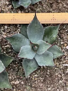 2025年最新】アガベ パリーホーチエンシスの人気アイテム - メルカリ