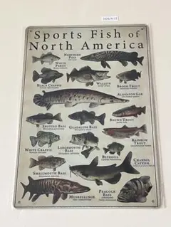 北米の淡水魚 図鑑デザイン ブリキ看板