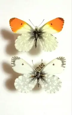 クモマツマキチョウ「珍品」 クモマツマキ蝶