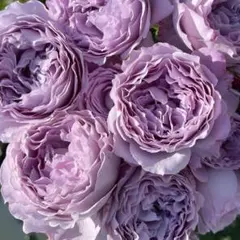 B級苗 バラ苗 切花品種 ブルーラグーン A 希少種 花 苗 試験的輸入品種
