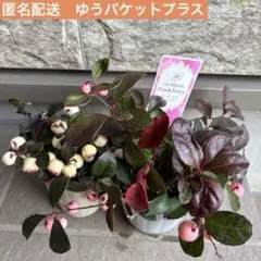 2ポット苗　ゴーテリア　ピーチベリー　ピンク白　チェッカーベリー【ガーデニング】