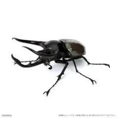 いきもの大図鑑 かぶとむし10 オンライン 樹皮台座 コーカサスオオカブト（改）