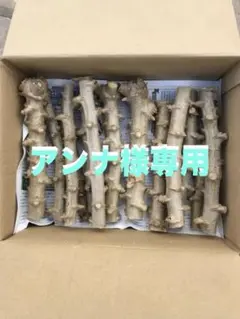 2026年最新】キャッサバ苗木の人気アイテム - メルカリ