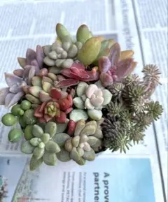 エケベリア セダムカット苗 抜き苗 おまとめセット 76