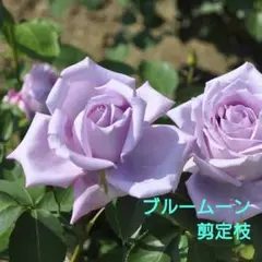 YK様 リクエスト 2点 まとめ商品