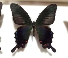 展翅標本 雲南省産 シナカラスアゲハ - メルカリ