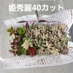 B　姫秀麗　虹の玉　ブロンズ姫　だるま秀麗　ルビーネックレス　多肉植物セット