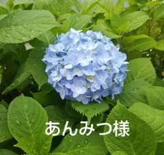 あいかの文具ショップ サブロ ラベラーロールシール 切り売り 210枚