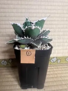 【最終値下げ】良血統 アガベ チタノタ 狼人　超極上コレクション株 アガベ・チタノタ「狼人」 3.5号鉢 | | チタノタ銘品シリーズ