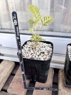 2025年最新】グレビレア グレープの人気アイテム - メルカリ