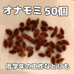 オナモミ くっつき虫 ひっつき虫 50個以上