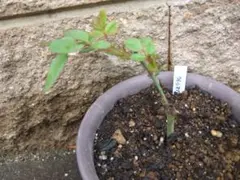 sora様 リクエスト 2点 まとめ商品