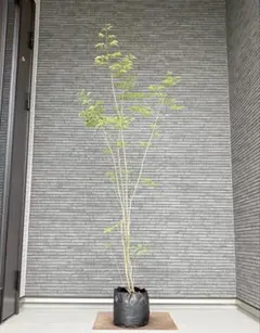 2026年最新】アオダモ 山採りの人気アイテム - メルカリ