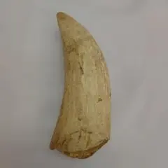 超希少品】サハラ砂漠のバオバブの実 - メルカリ