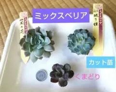 ✨同梱600円♥️29 くまどり(小)／おらいさん苗 ミックスベリア 多肉植物 15054_2.jpg