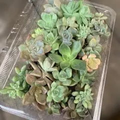 多肉植物 アエオニウム ちいさなカット苗セット ◎メルカリ便◎ - メルカリ