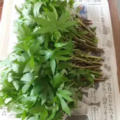 新鮮 シドケ 200g cのサムネイル