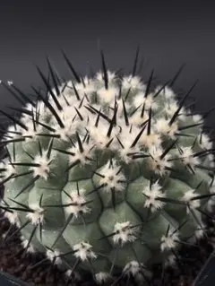 L89 多肉植物 サボテン 黑王丸Copiapoa cinerea 強棘棘も綺麗 - メルカリ