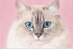 ネコさん〔ハガキサイズ〕色鉛筆画