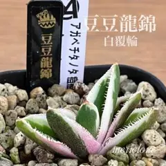 2025年最新】アガベ豆豆龍の人気アイテム - メルカリ