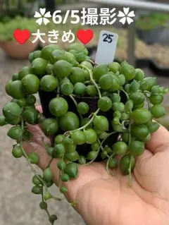 25♥グリーンネックレス♥　根あり　抜き苗　多肉植物