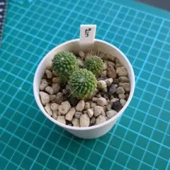 サボテン ガーデニング