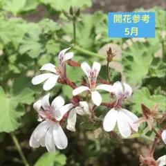 ハーブ ナツメグゼラニウム 花芽付き 抜き苗のサムネイル