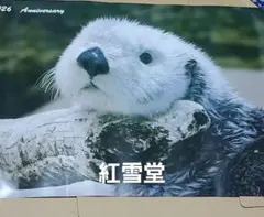 新品】鳥羽水族館 メイちゃん誕生日記念 グッズ ラッコ キラちゃん