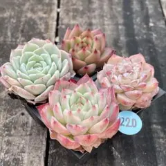 まちゃこ様 リクエスト 2点 まとめ商品