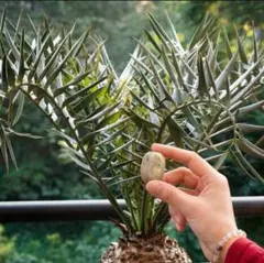 鋸*亀様 Z361多肉植物 エンセファラルトス　ホリダス 種子1つ 新鮮な種のサムネイル