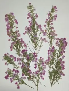 hi♡na様 リクエスト 2点 まとめ商品