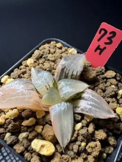 114h 多肉植物 ハオルチア スーパーコレクタ錦 自家繁殖 鉢植え発送