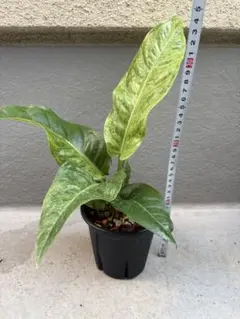 2025年最新】アンスリウム フーケリーの人気アイテム - メルカリ