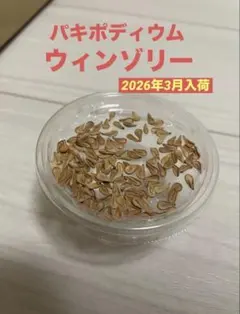 2026/3月入荷 新鮮種子 10粒+α パキポディウムウィンゾリー - メルカリ