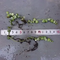 斑入りグリーンネックレス②