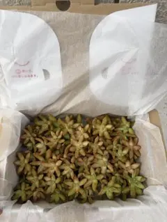 多肉植物 『銘月』箱いっぱい