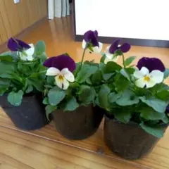 2026年最新】ビオラ苗の人気アイテム - メルカリ