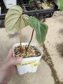 ドロソフィルム 種子 50粒以上 食虫植物 - メルカリ