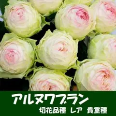 2025年最新】切り花品種 レアバラの人気アイテム - メルカリ