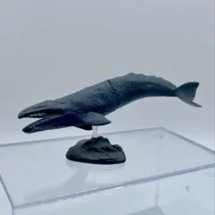チョコQ 日本の動物第11弾 ニシコククジラ【海洋堂】ブック無