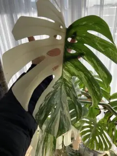 2026年最新】ホワイトスノー モンステラの人気アイテム - メルカリ